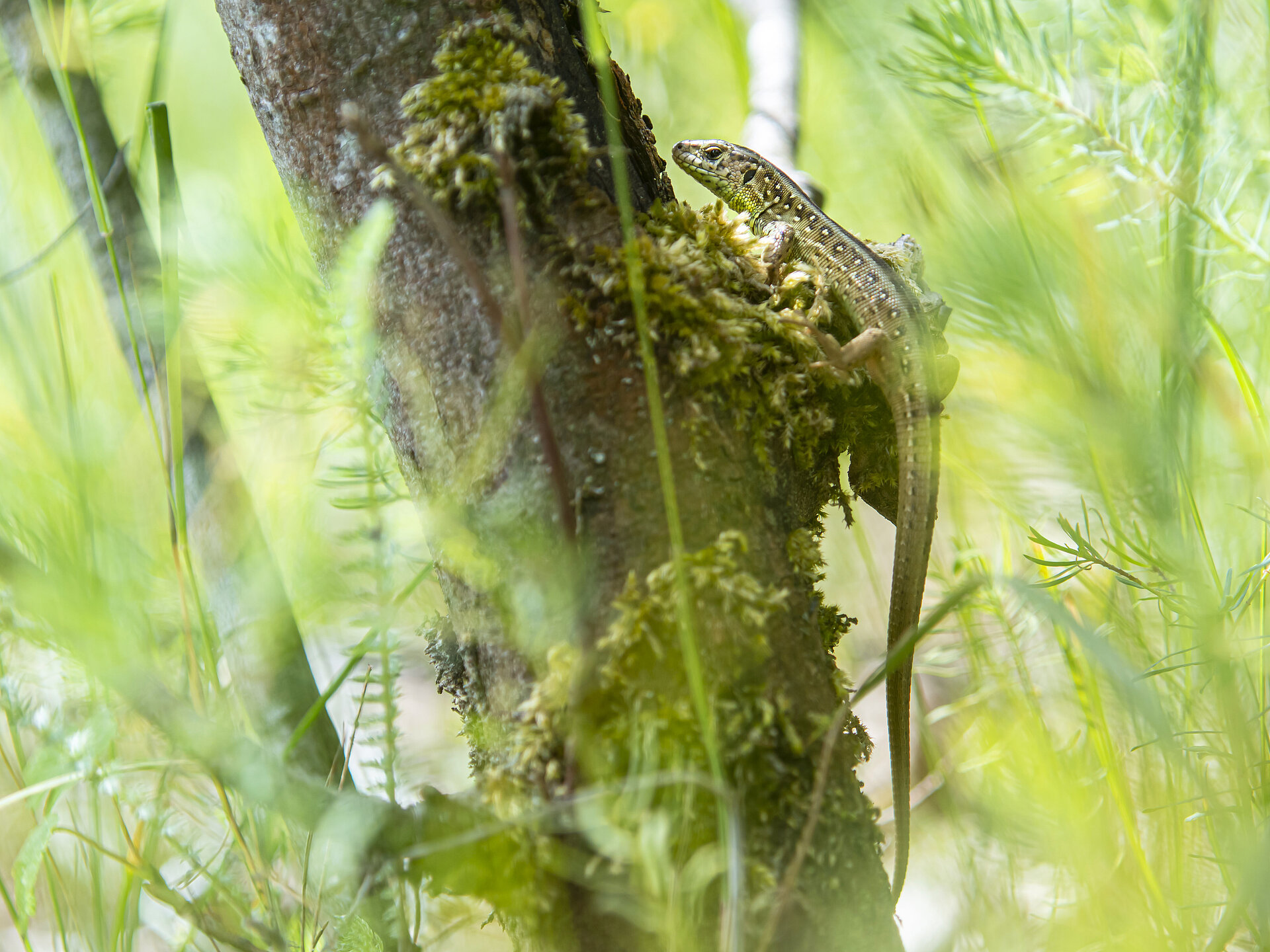 Zahlreich vertreten: die Zauneidechse