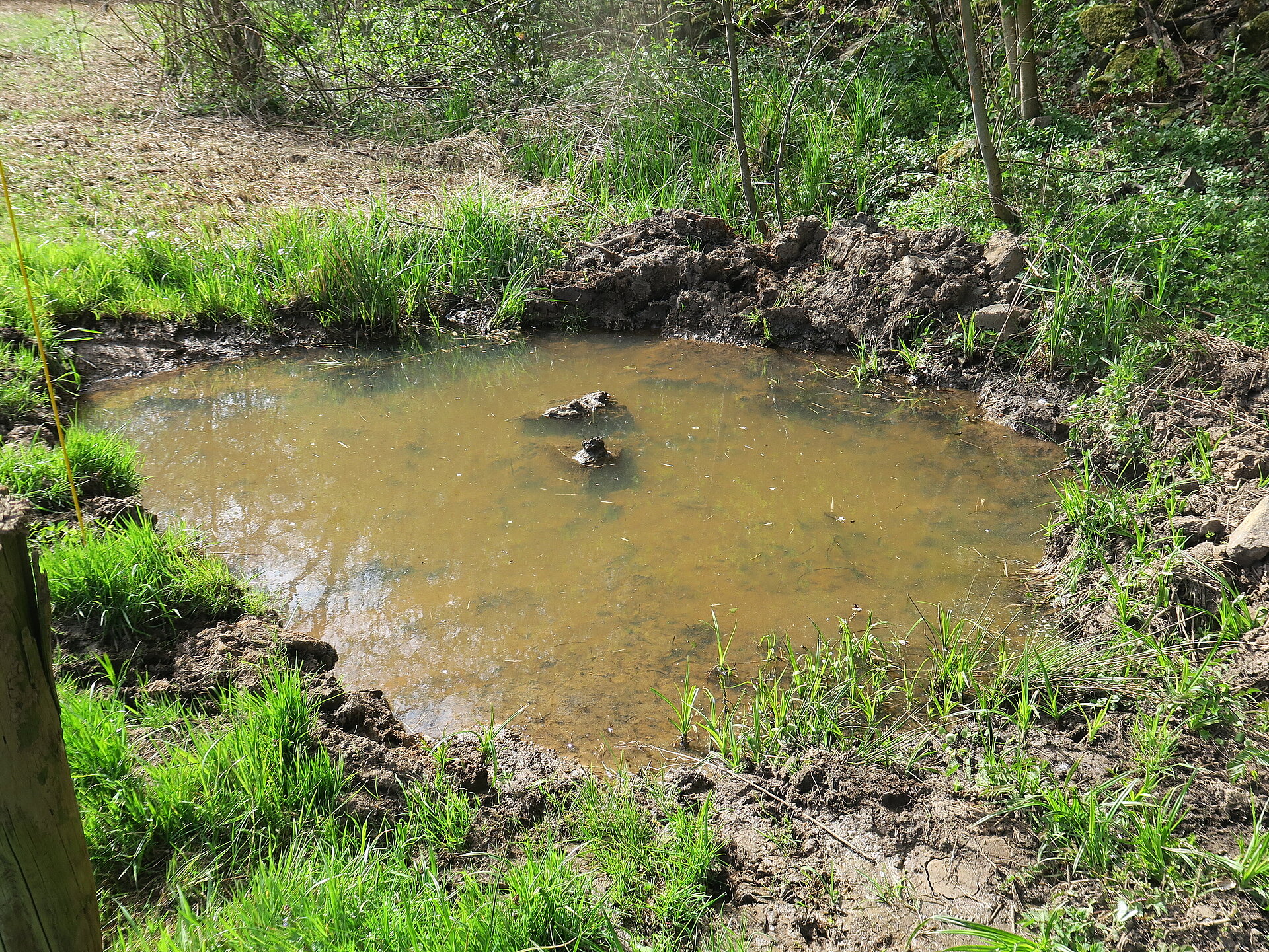Zahlreiche neue Laichgewässer wurden geschaffen