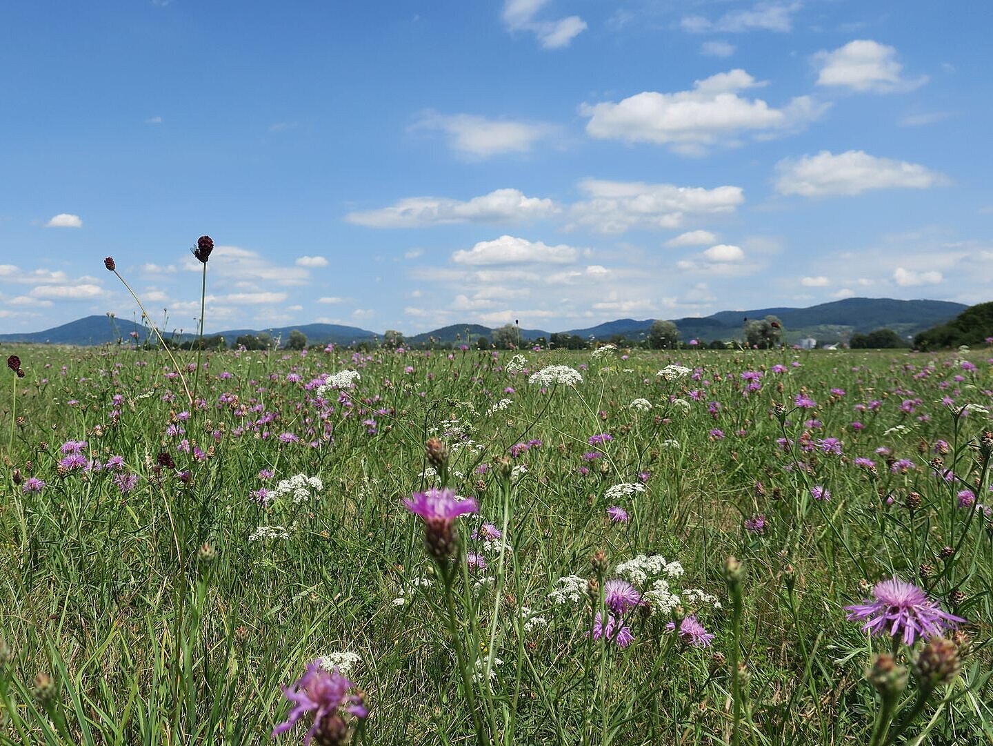 Wiesenkopfwiese an der Bergstraße