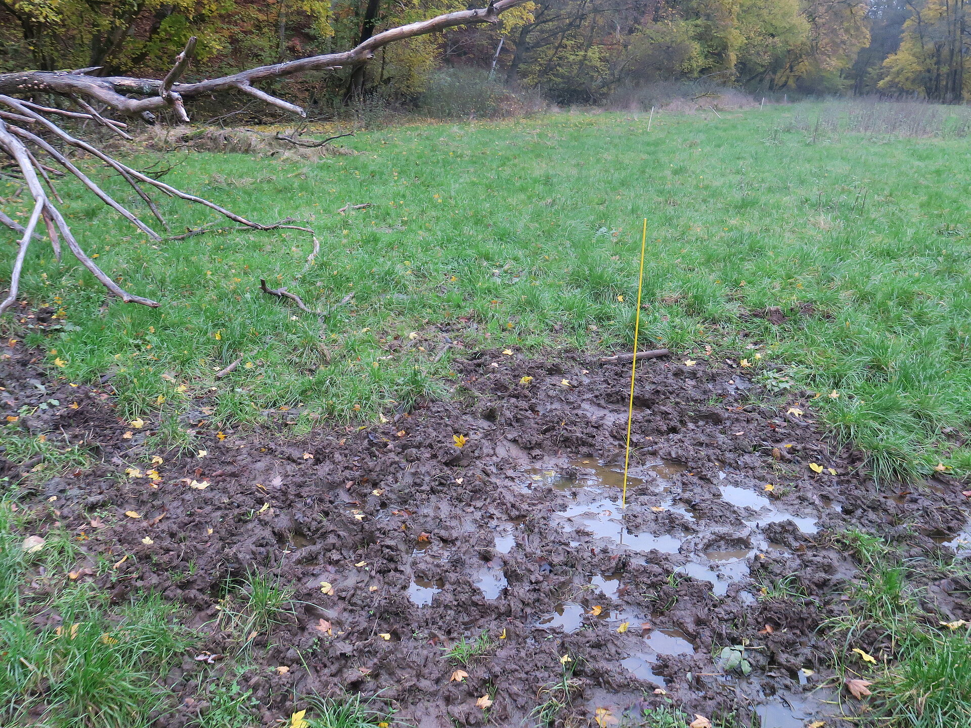 Kuhtritt im Auenbereich der Nidder