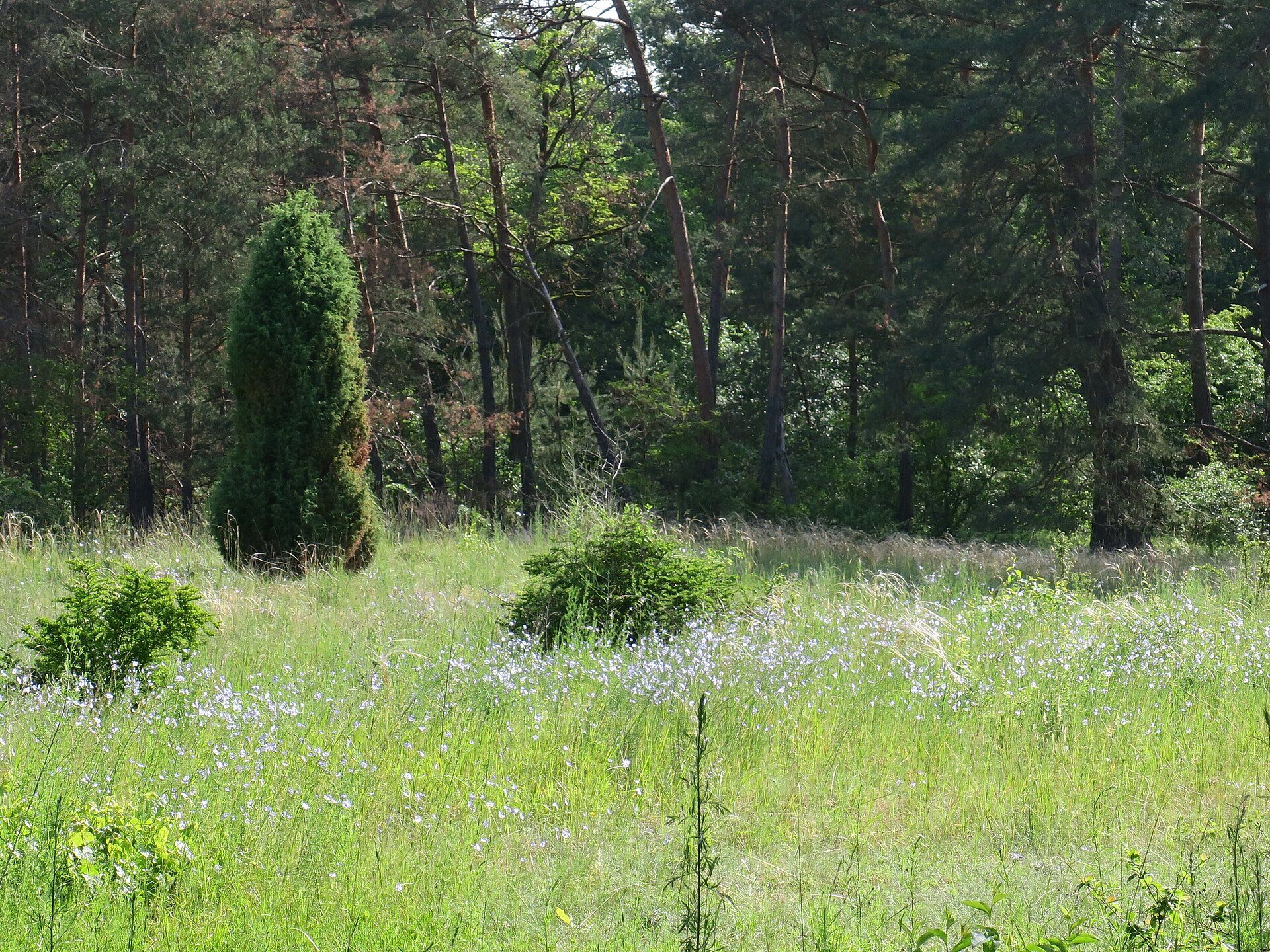Säulenwacholder und Wilder Lein