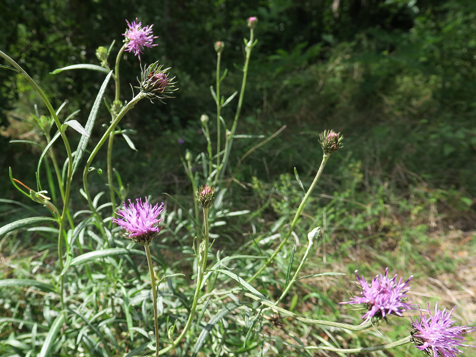 Die Sand-Silberscharte