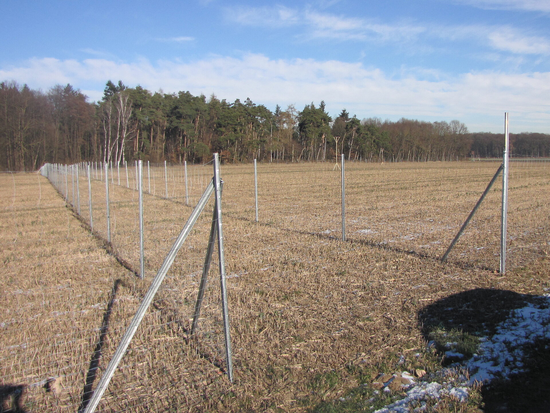 Schutz der jungen Bäume