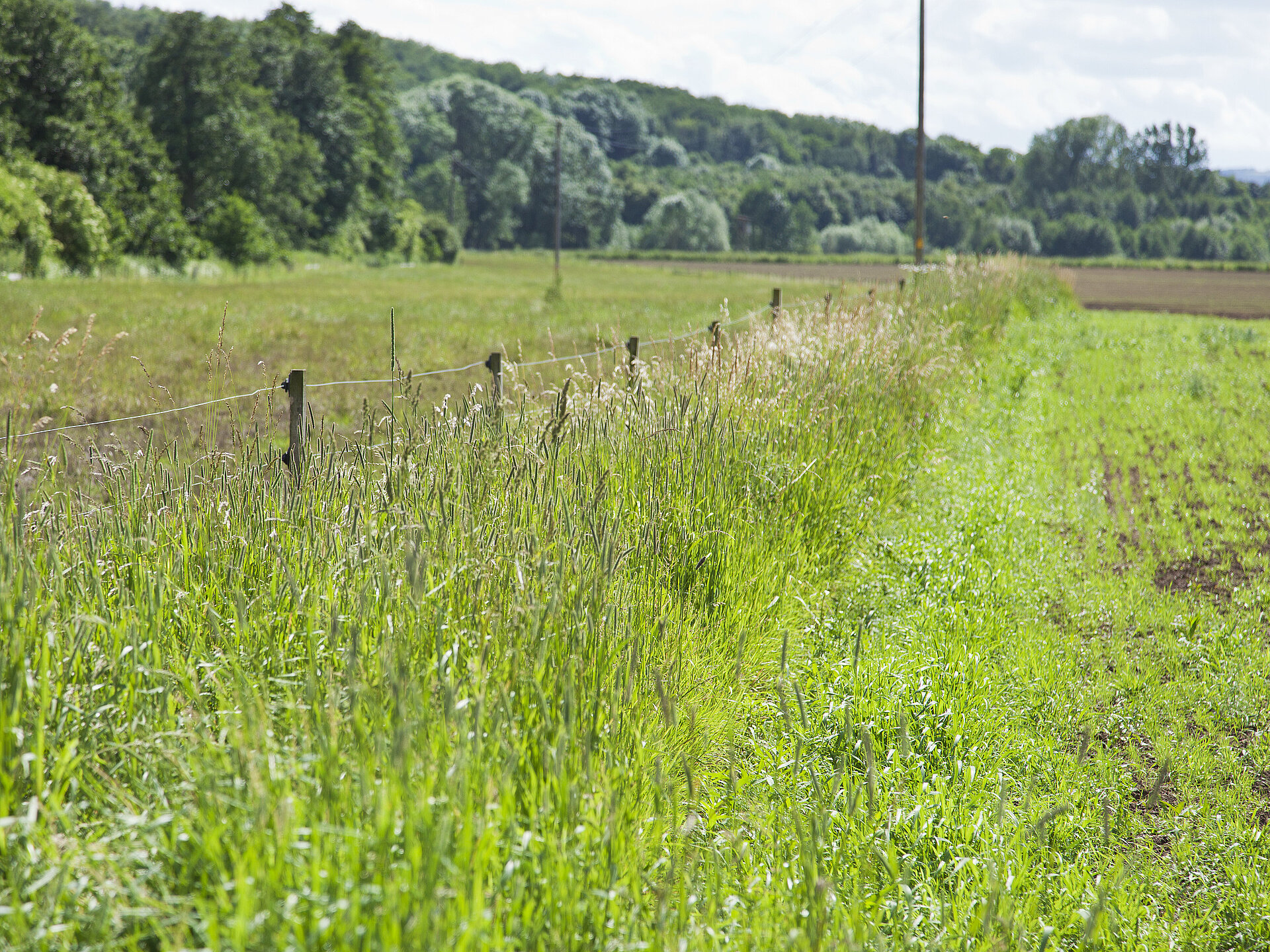 Bachbegleitendes Auengrünland