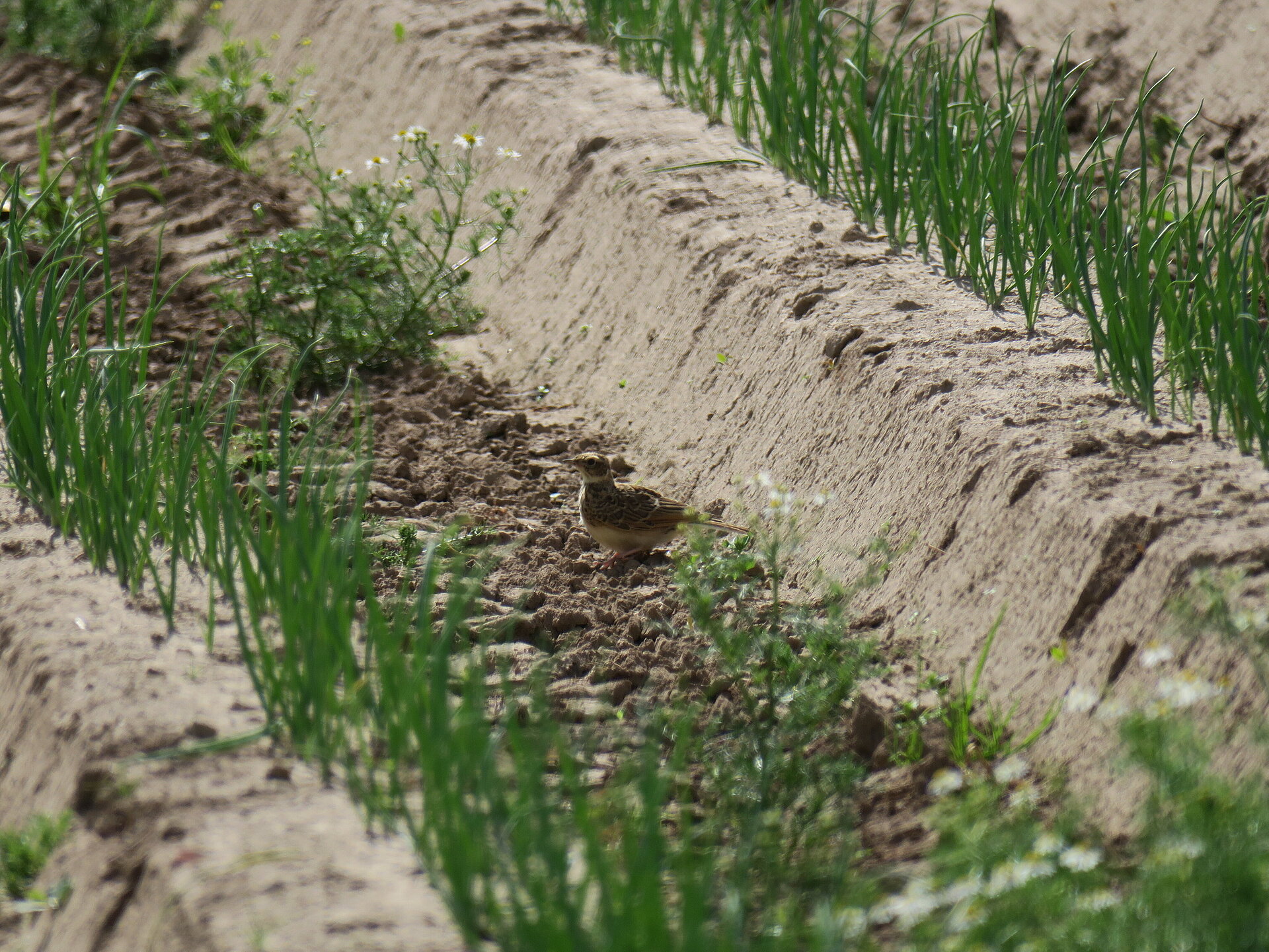 Feldlerche auf Nahrungssuche im Bio-Zwiebel Acker