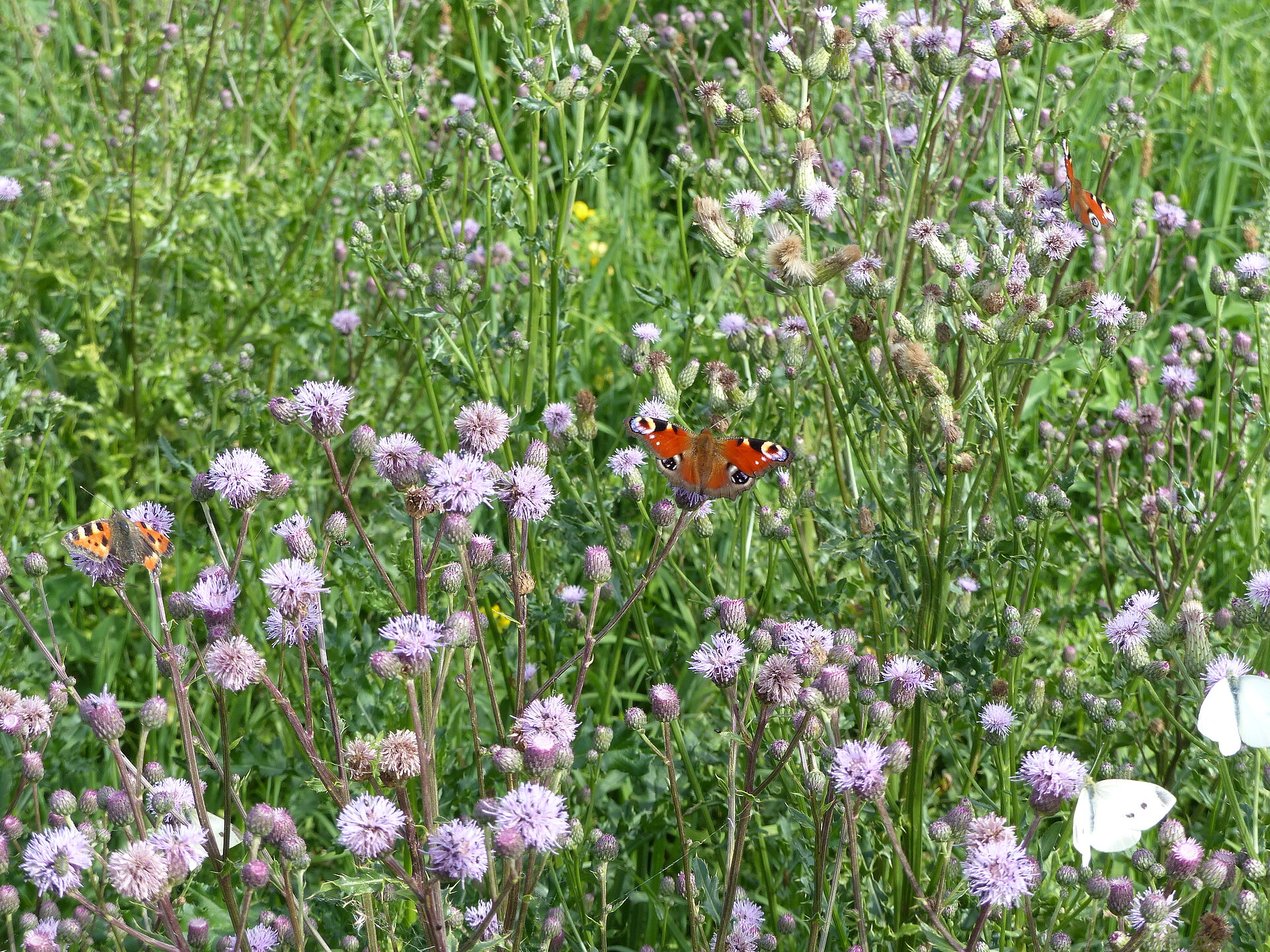 Extensives Grünland