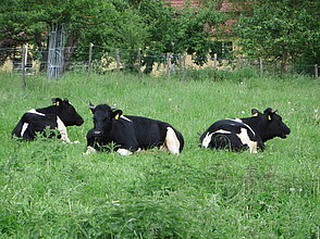 Rinder in Frankehausen