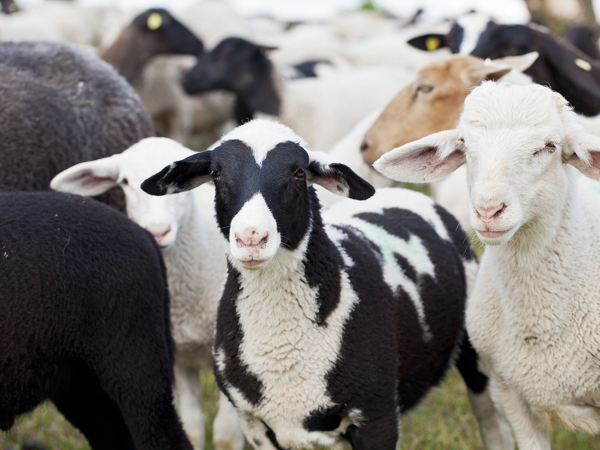 Offenhaltung der Freiflächen durch Schafbeweidung