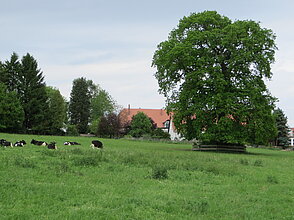 Rinder in Frankenhausen