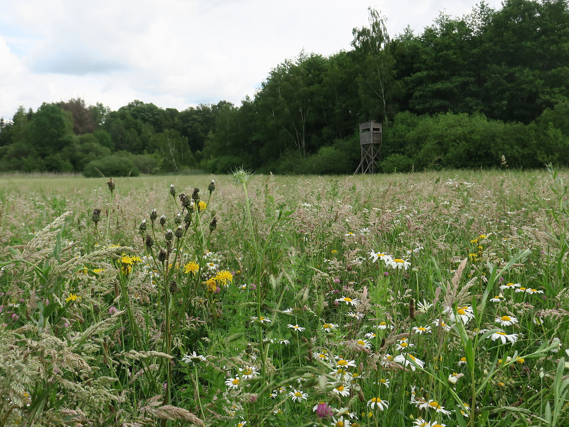 Wiesenbrache im Norden der Projektfläche