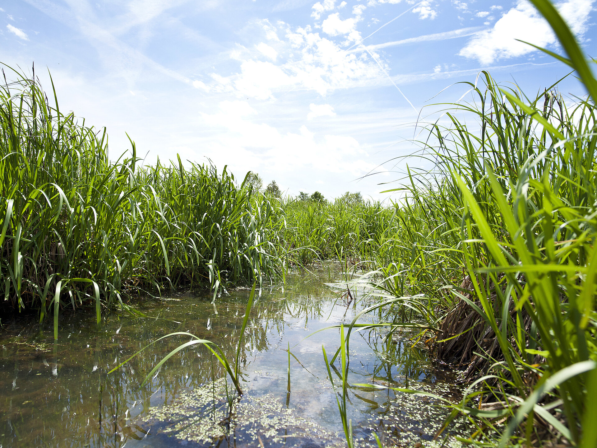 Nicht geräumter Graben
