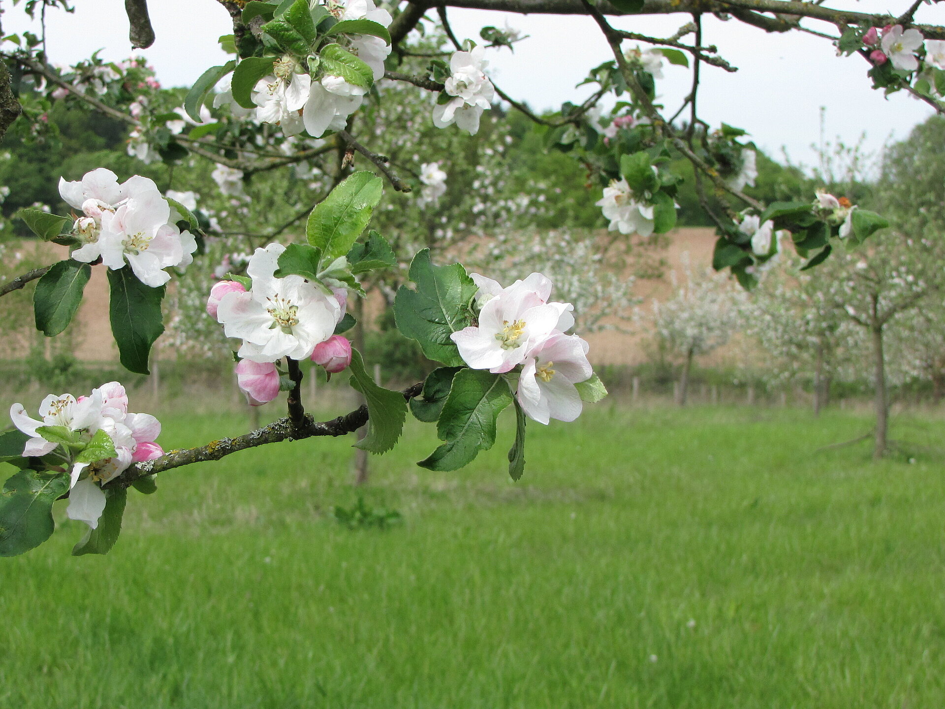Streuobstwiese