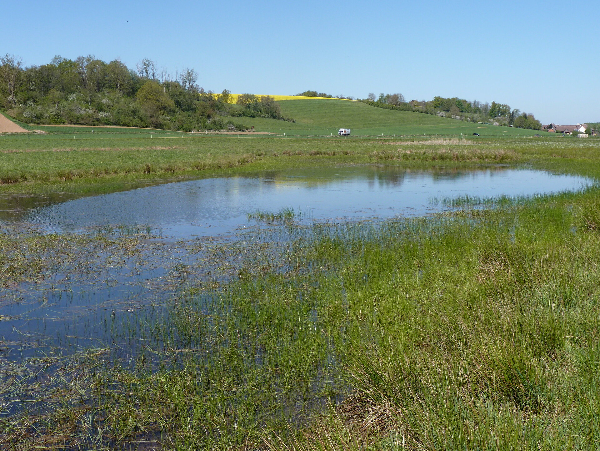 Amphibienlaichgewässer