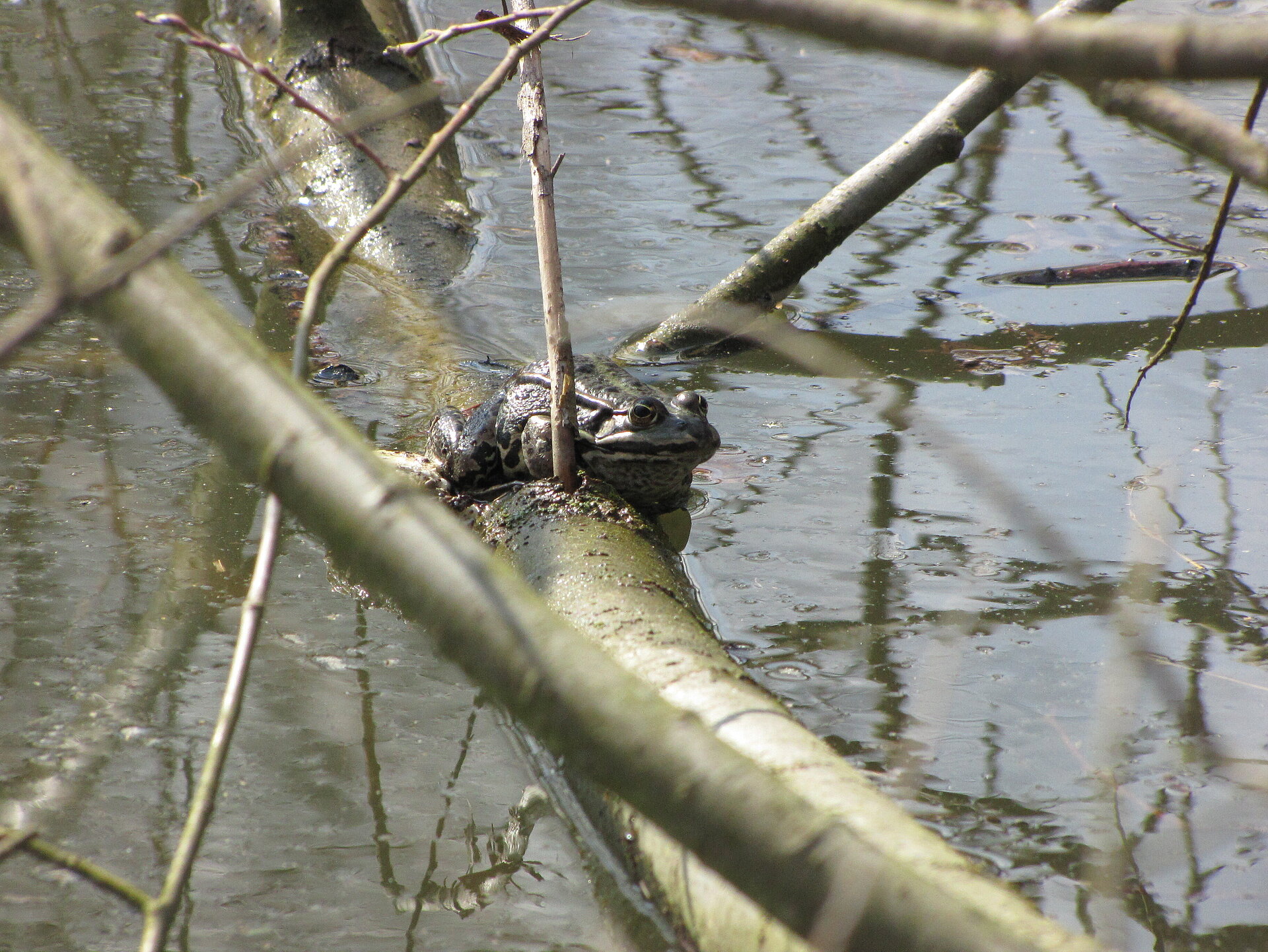Auch Amphibien fühlen sich hier wohl