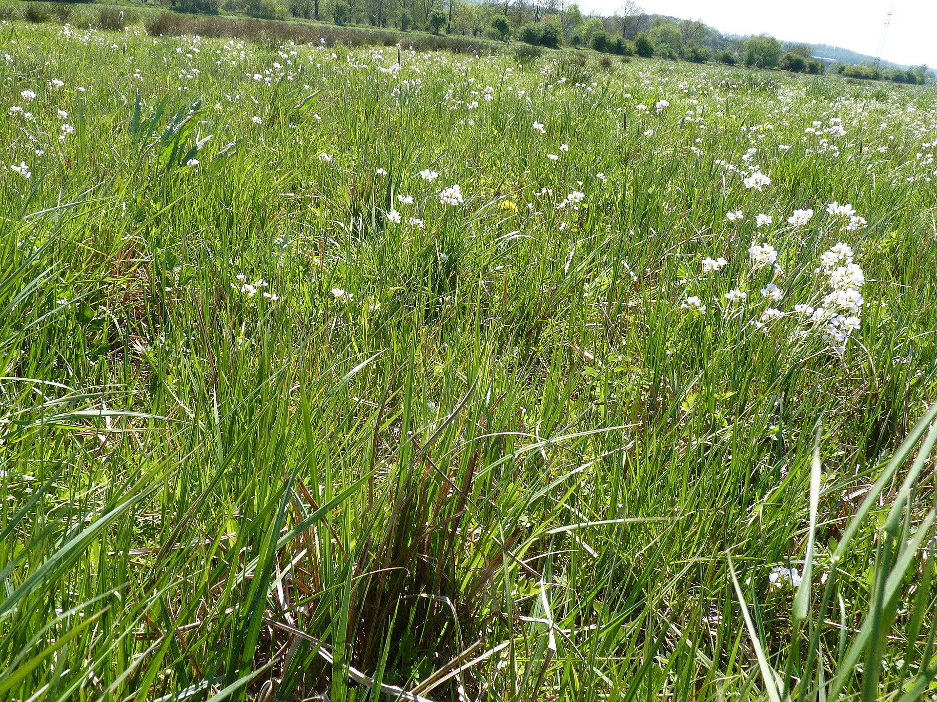 Wiesenschaumkraut im Frühjahr 2019