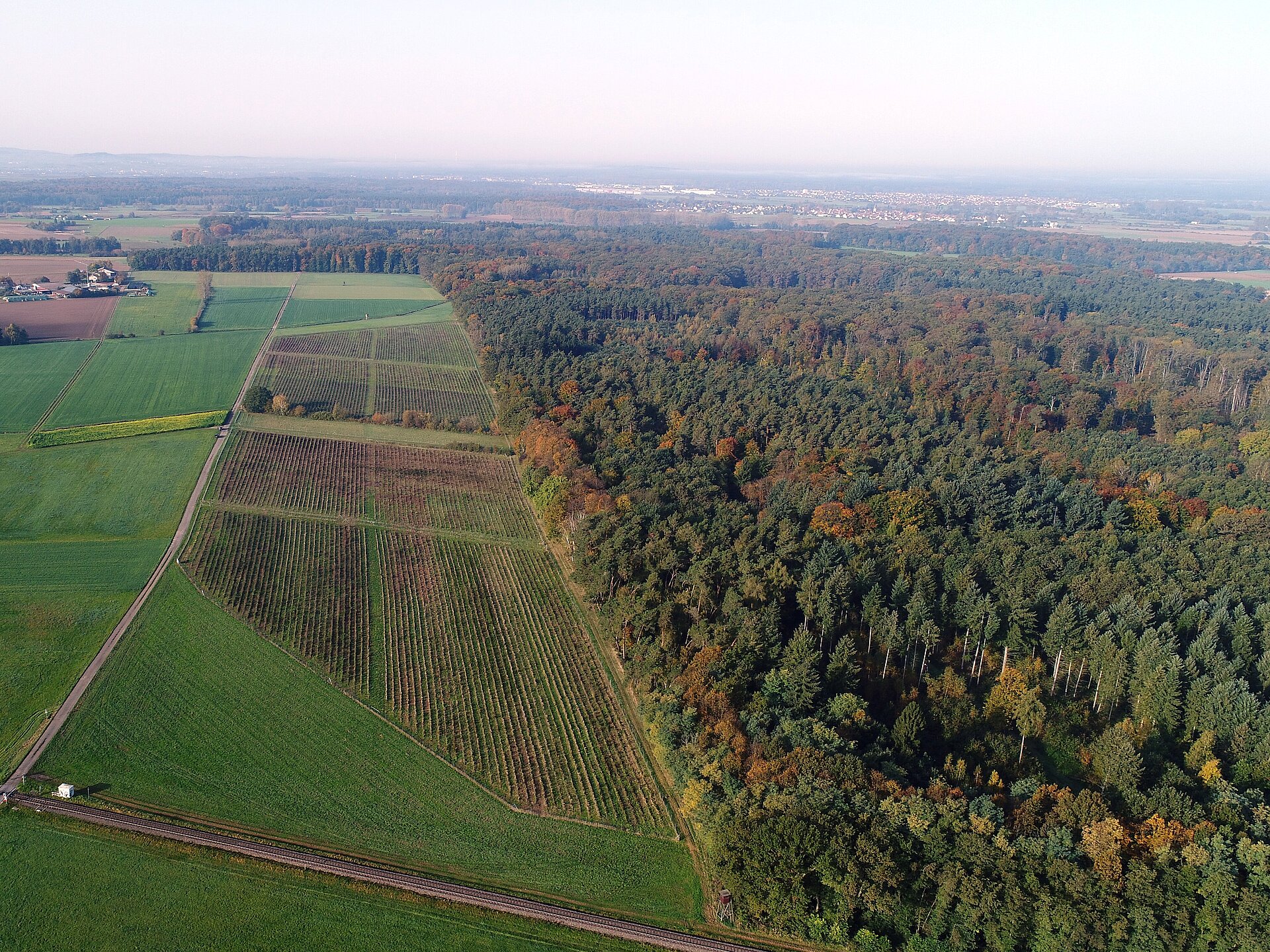 Luftbild der Aufforstungsfläche in Kleestadt