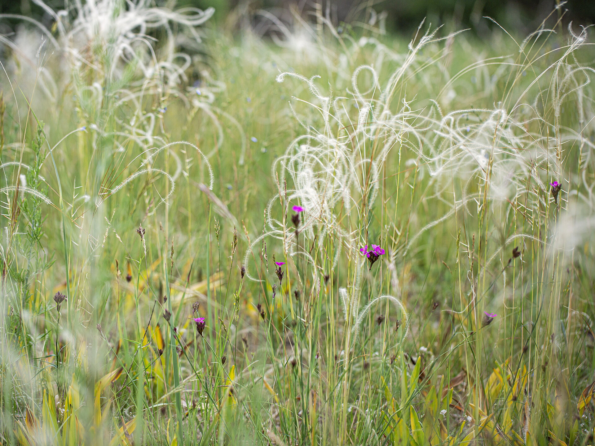Echtes Federgras und Kartäusernelke